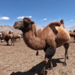 Bactrian camels stand in the scenic desert of Nubra Valley, Ladakh.